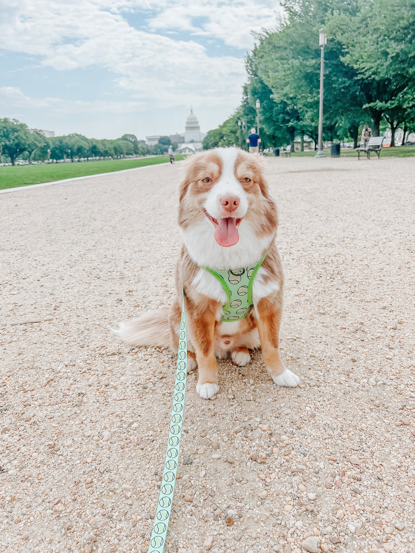 Dog Reversible Harness - Serving Up Sass