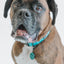 Dog Collar - Neon Blue