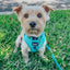 Dog Collar - Neon Blue