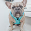 Dog Adjustable Harness - Neon Blue