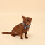 Blue Paisley Neckerchief