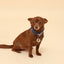 Blue Paisley Neckerchief