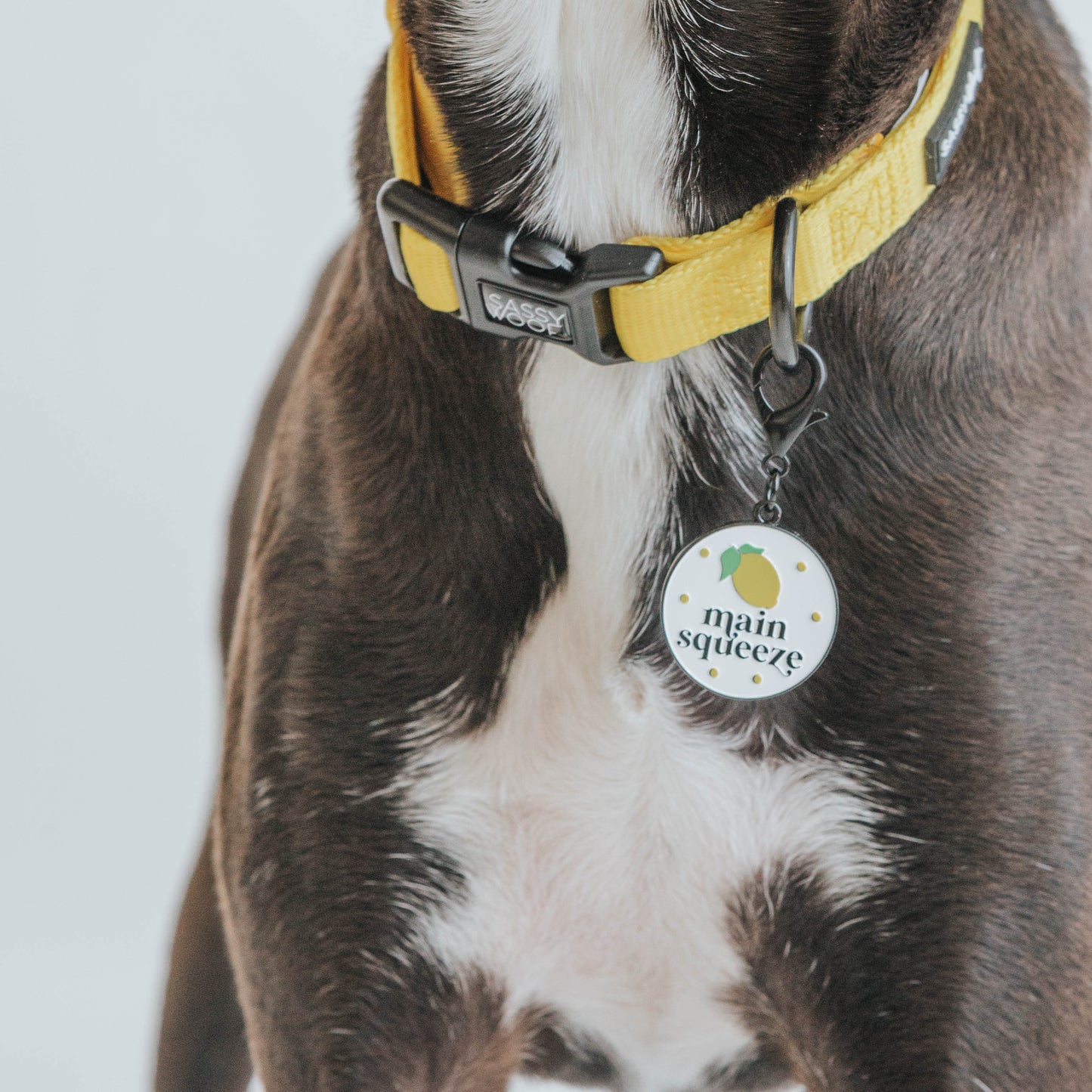 Dog Collar - Neon Yellow