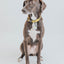 Dog Collar - Neon Yellow