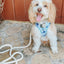 Dog Rope Leash - Dove