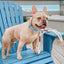Dog Collar - Blumond