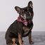 Puppy Love Plaid Dog Collar & Bowtie