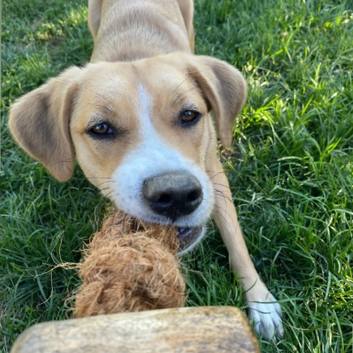 Coconut Rope & Original Chew