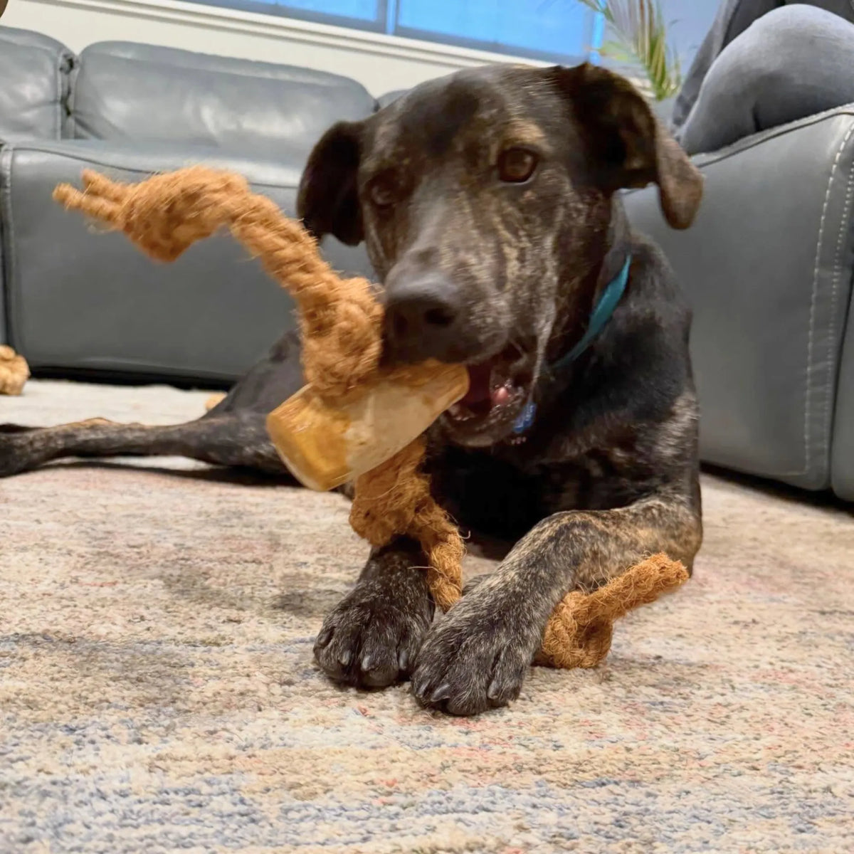 Coconut Rope & Original Chew