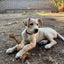 Coconut Rope & Root Chew