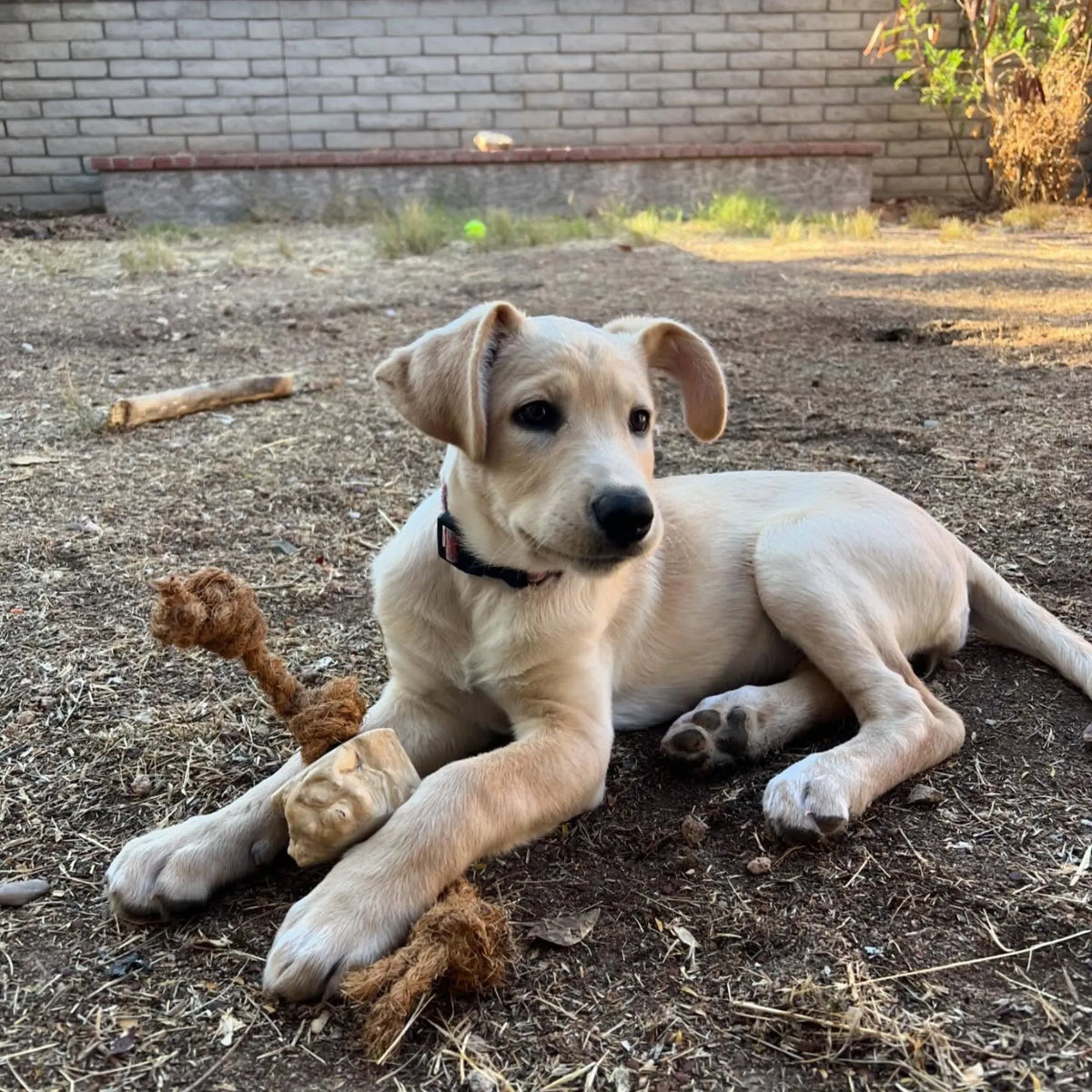 Coconut Rope & Root Chew