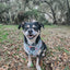 Dog Adjustable Harness - Shrooms & Blooms