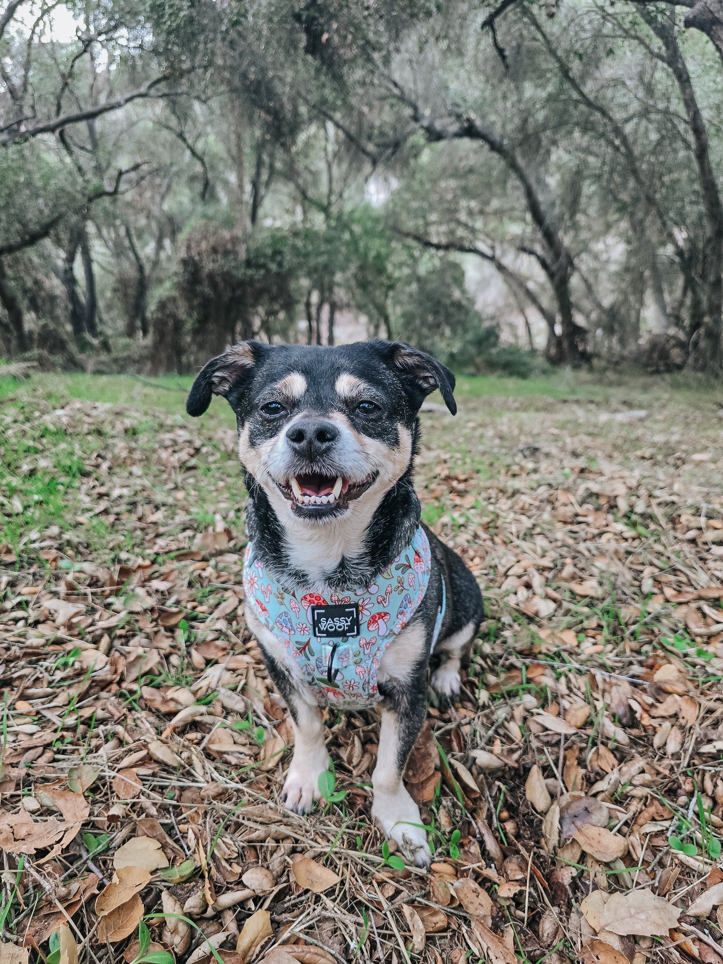 Dog Adjustable Harness - Shrooms & Blooms