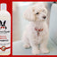 Magic White Brightening Dog Shampoo - Cherry Scented - 17oz