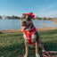 Dog Adjustable Harness - Little Love