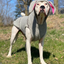 Bunny Hoodie Dog Sweater