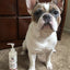 Hydrating Butter - For Dog's Skin & Coat - Leave-In Moisturizer