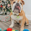 Dog Collar - Neon Green