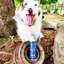 HOLI Icelandic Salmon Oil for Dogs | Extra Virgin