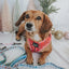 Dog Adjustable Harness - Puppermint Twist