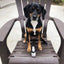 Essential Oil Dog Calming Spray
