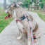 Dog Collar - Floral Frenzy