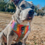 Dog Adjustable Harness - The Night Life