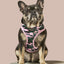 Camo QT Pink Hoodie Harness