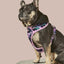 Camo QT Pink Hoodie Harness