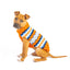 Campfire Dog Sweater