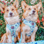 Dog Adjustable Harness - Berry Sassy