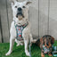 Dog Collar - Peanuts™ Beagle Scouts