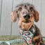 Dog Leash - Peanuts™ Beagle Scouts