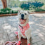 Dog Adjustable Harness - Mykonos