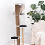 Cat Climbing Tower