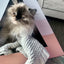 'Wavey' Cardboard Cat Pyramid