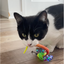 Oral Care Floss & Treat Toothbrush Toy for Cats