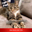 Cool Cat Comb