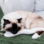 Boba & Vespa Snake Toy for Cats in Cotton with Buckwheat Crinkles and Organic Catnip