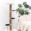 Cat Climbing Tower