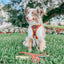 Dog Adjustable Harness - Wonder Woman™