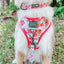 Dog Collar - Floral Frenzy
