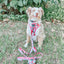 Dog Collar - Floral Frenzy