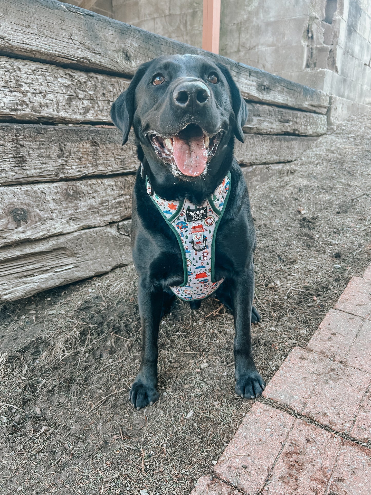 Dog Step-in Harness - Peanuts™ Beagle Scouts