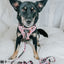 Dog Adjustable Harness - Harley Quinn™