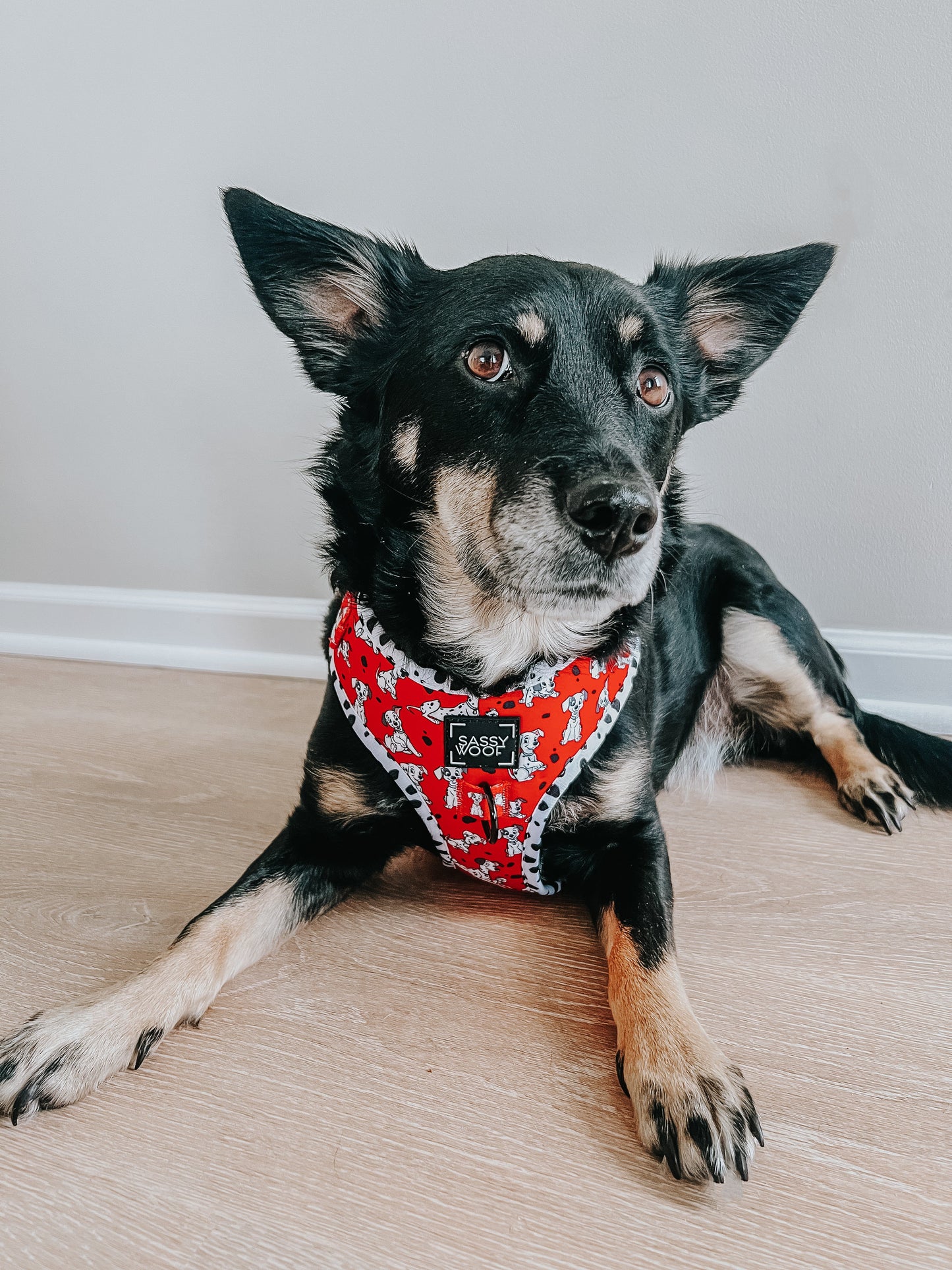 Dog Adjustable Harness - Disney's 101 Dalmatians