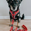 Dog Collar - Disney's 101 Dalmatians
