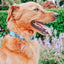 Dog Collar - Might as Whale
