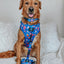 Dog Collar - Blue's Clues™