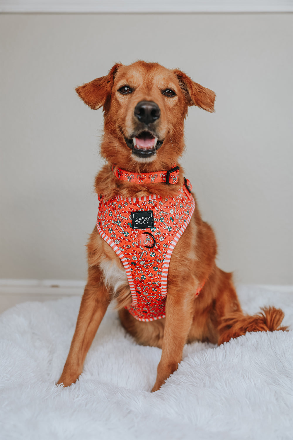 Dog Collar - Puppermint Twist